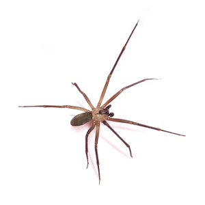 brown recluse spider nashville