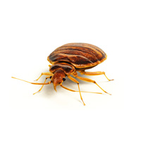 Bed Bug Treatment