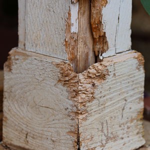 termite inspections franklin tn termite control nashville brentwood
