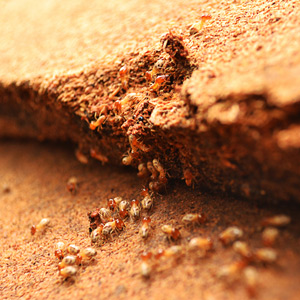 termite inspection nashville tn