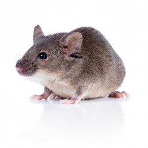 Rodent Control Removal Franklin TN