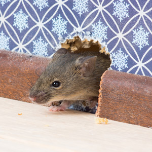 mouse exterminator franklin tn