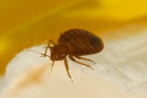 bed bug treatment nashville