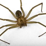 brown recluse spider control nashville franklin brentwood