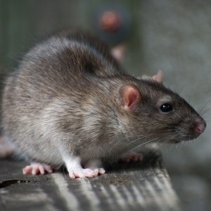 mouse pest control franklin rat pest control brentwood rodent control nashville