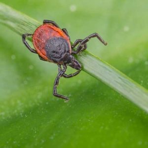 Deer Ticks Carry Lyme Disease