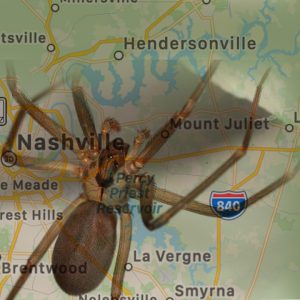 Hendersonville brown recluse