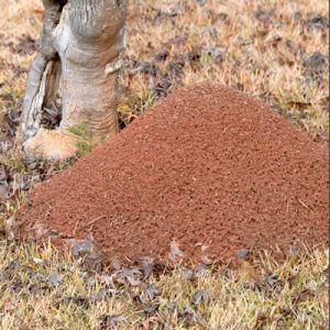 Pest Control for Fire Ants Spring Hill