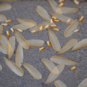 Termite Season in Franklin