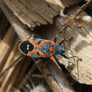 Fall Pest Invasion by Box Elder Bugs