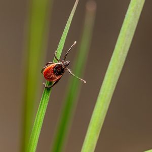 Yard Treatments for Pest Control Can Control Ticks