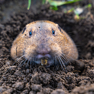 Get Rid of Gophers in Your Yard